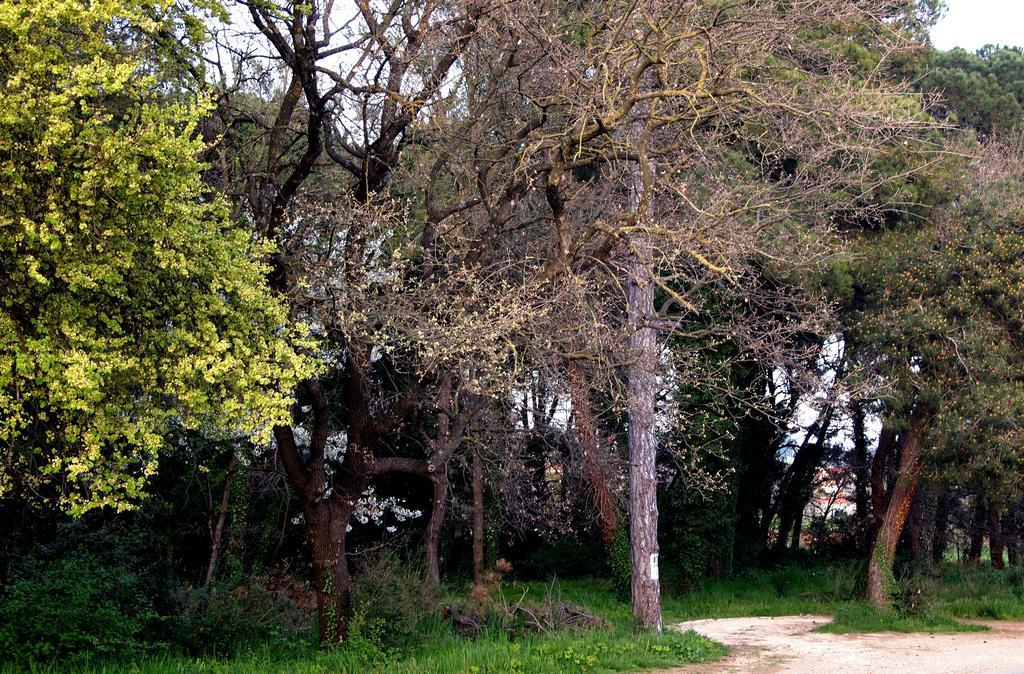 Apartmani Alma PUY Exterior foto